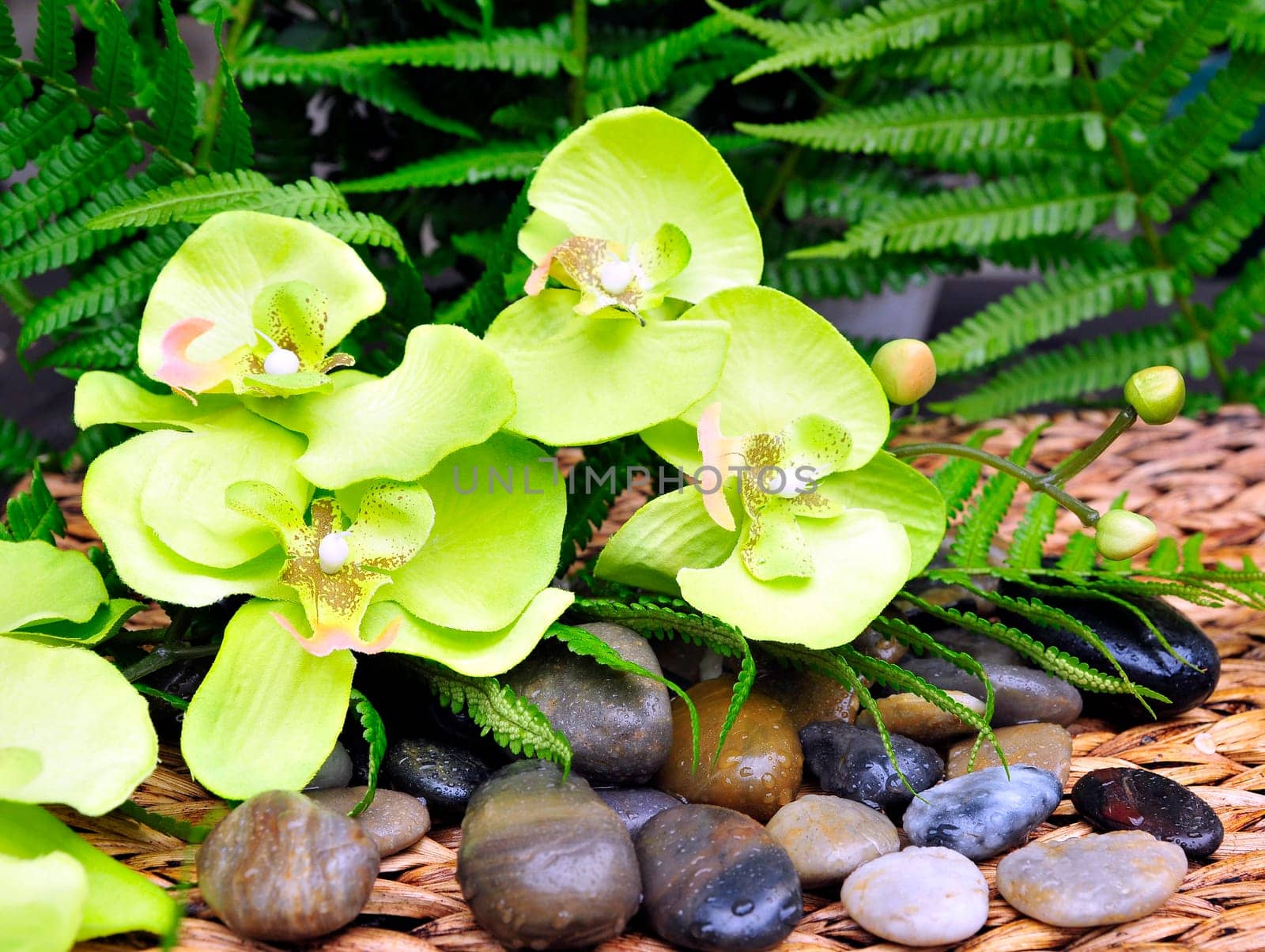 Orchids and stones