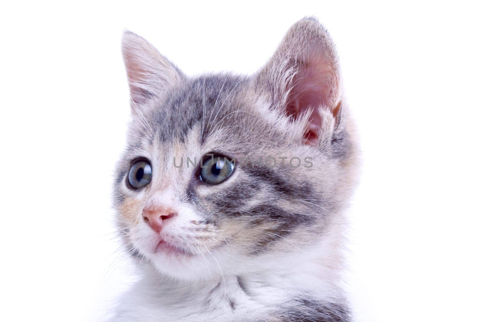 Playful kitten.