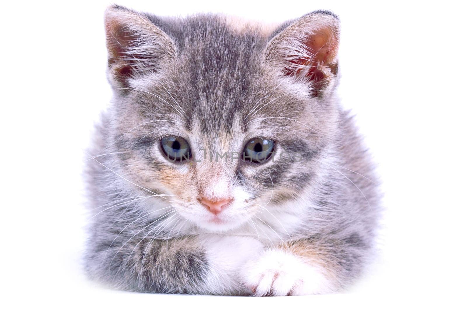 Playful kitten.