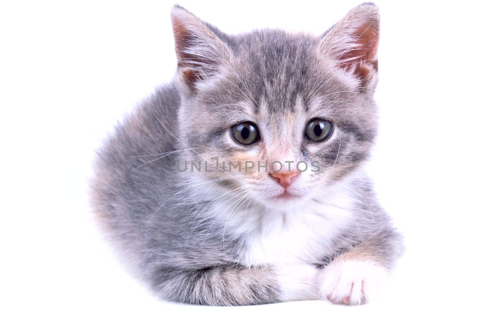 Playful kitten.