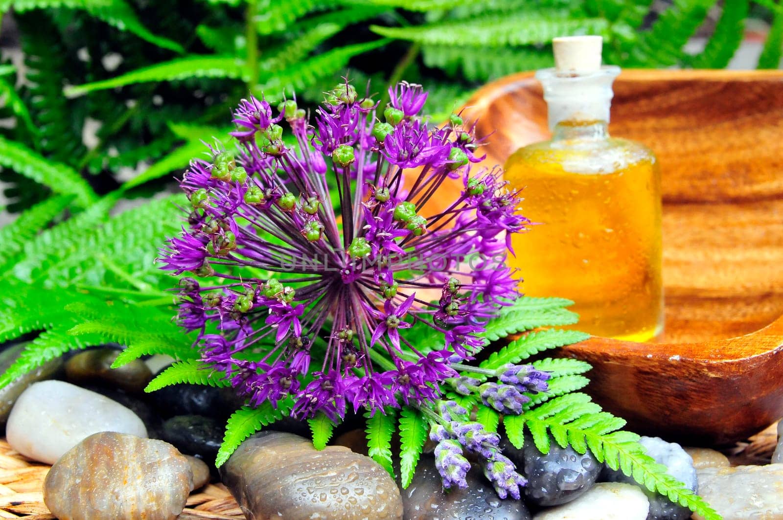 Wellness Ornamental Garlic