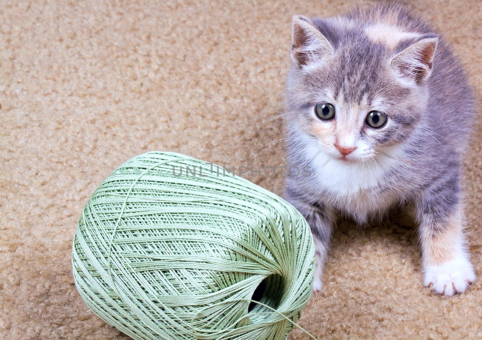 Playful kitten.