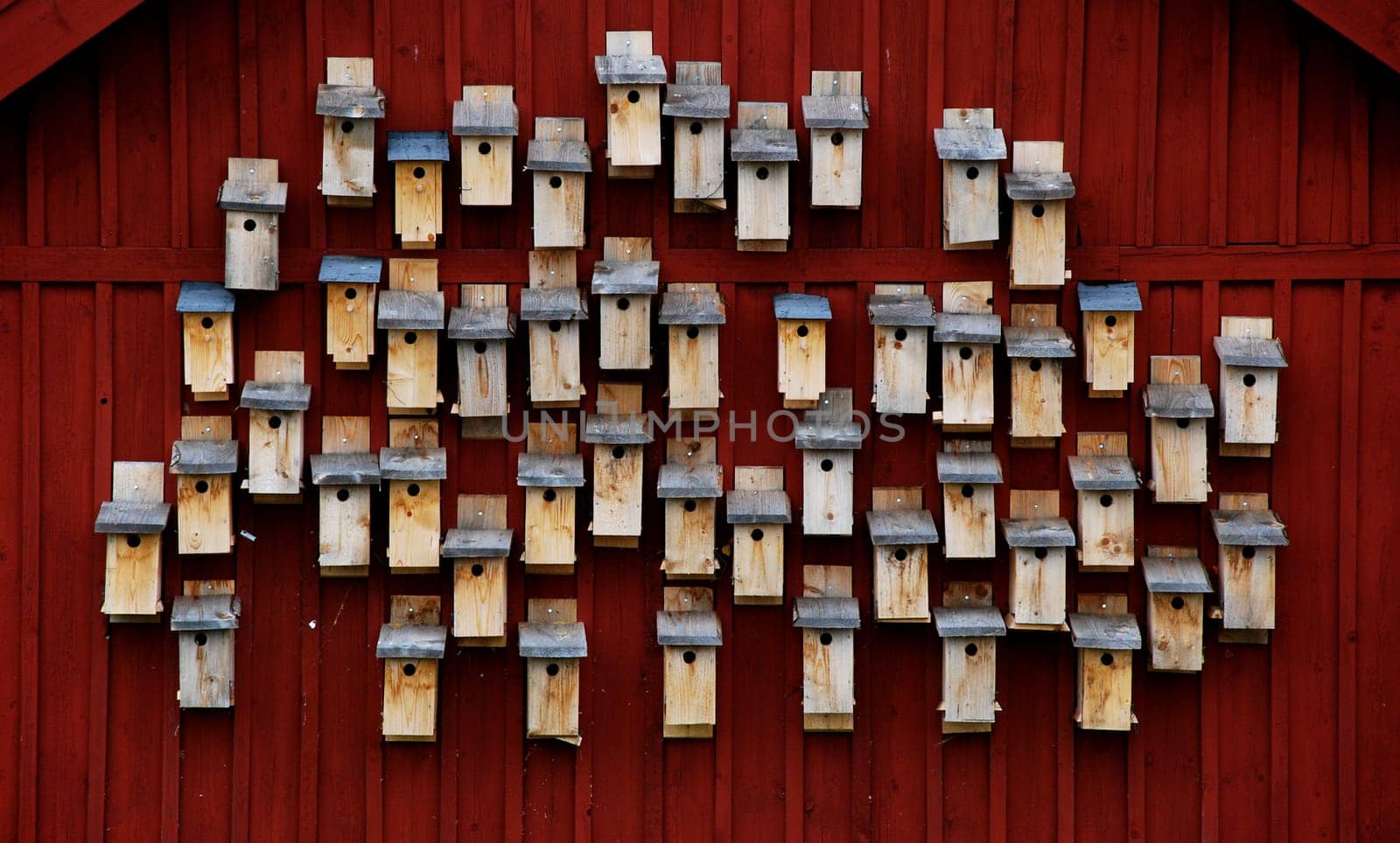 Bird city