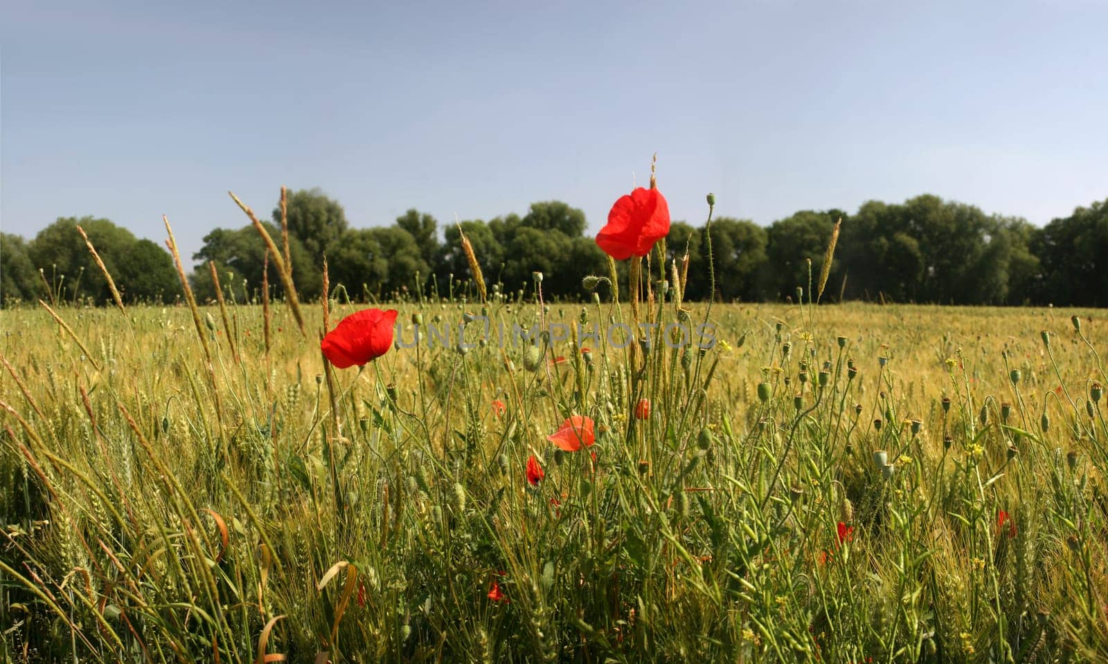 Poppies in front of wheat field