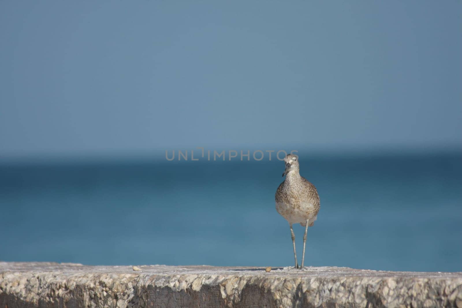 The Bird and the Sea