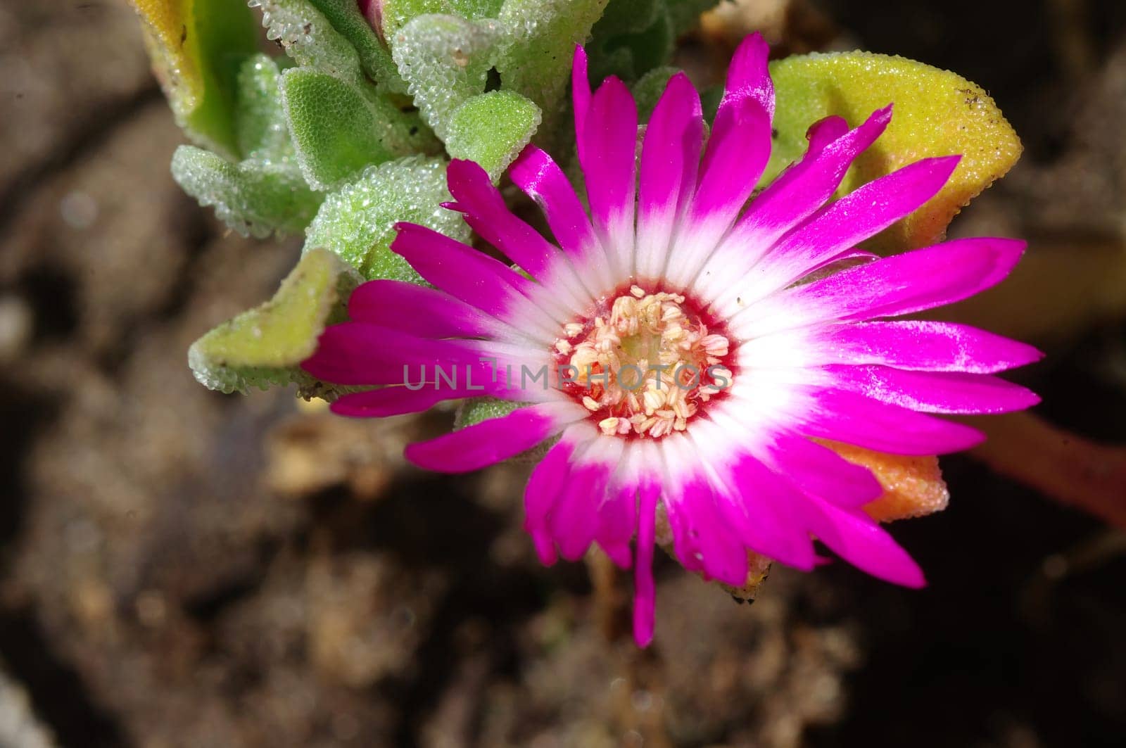 Midday flower,Mesembryanthemum