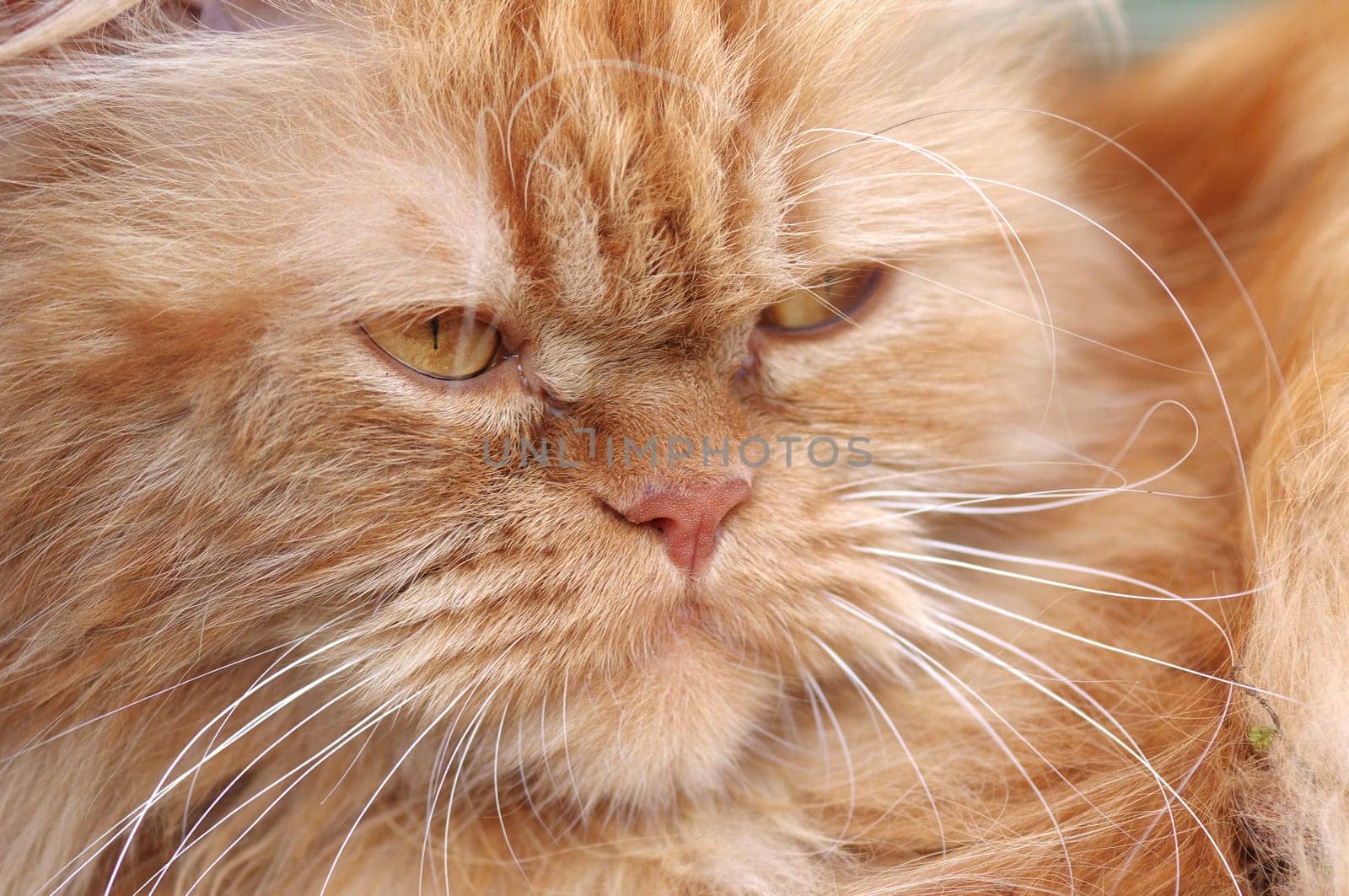 Persian tomcat