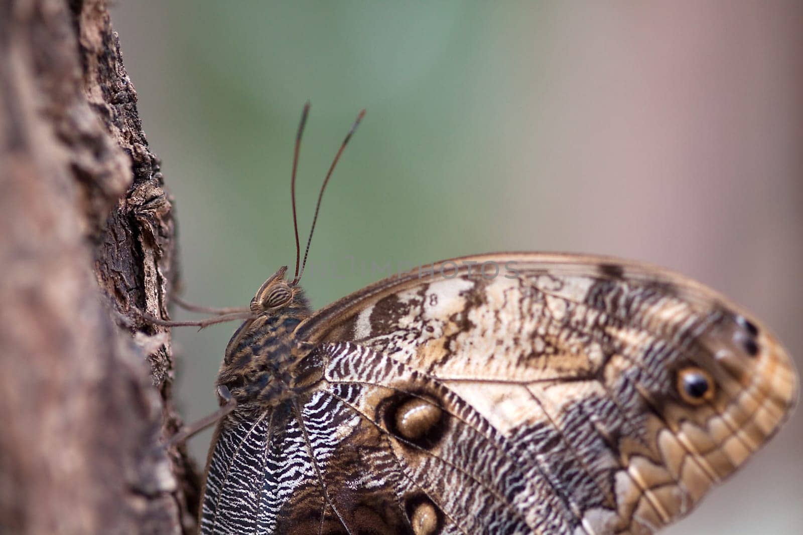 Banana Butterfly