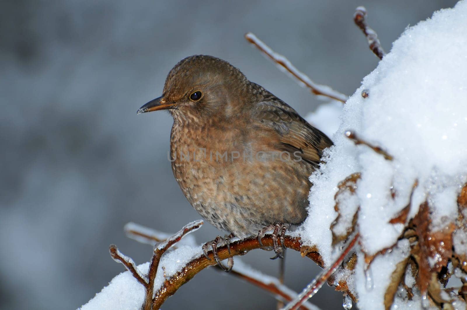 Frosty