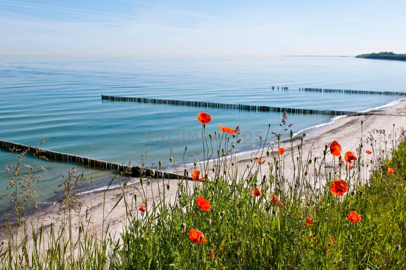Poppies on the Baltic Sea