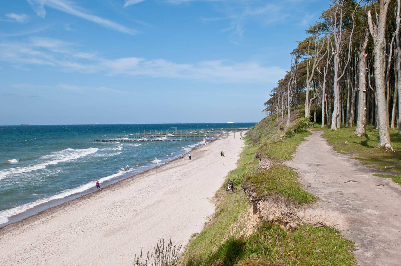 Baltic Sea with coastal forest