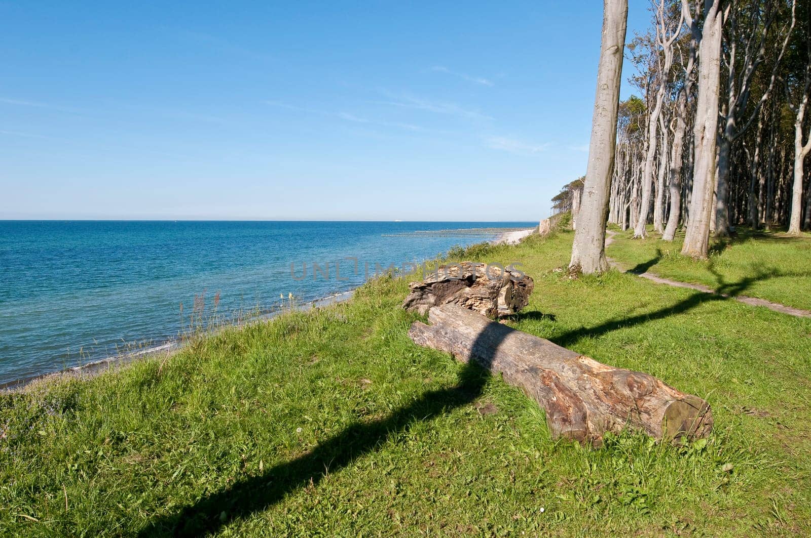 Baltic Sea with coastal forest