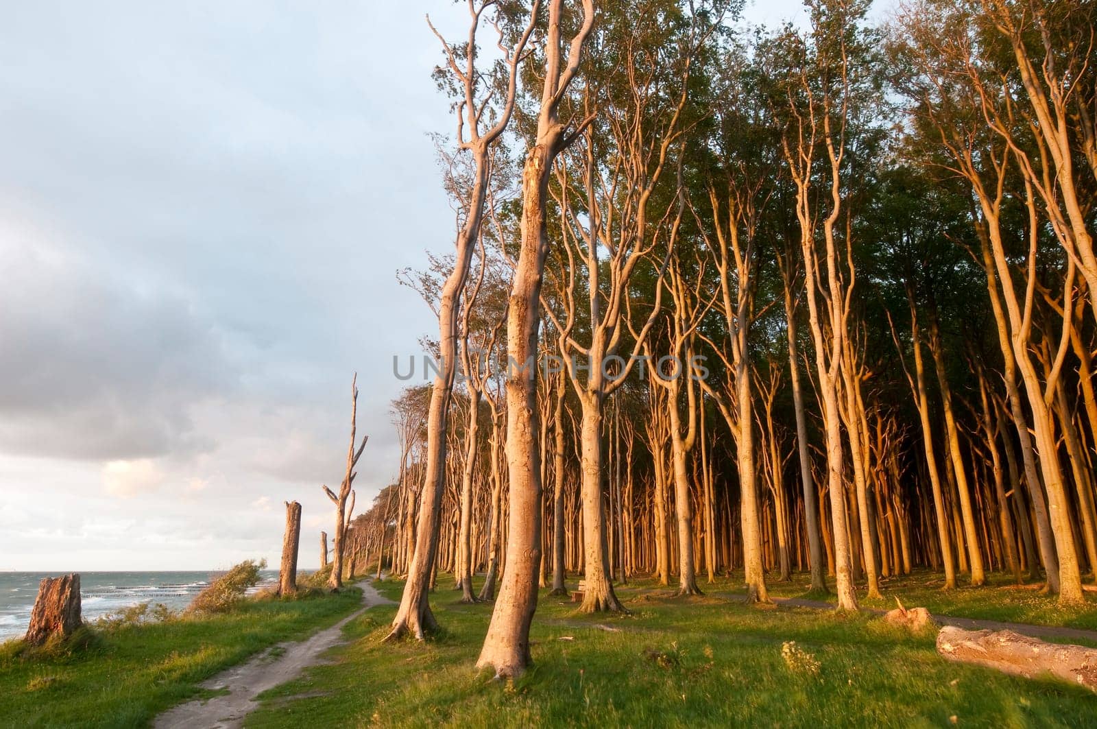Ghost Forest
