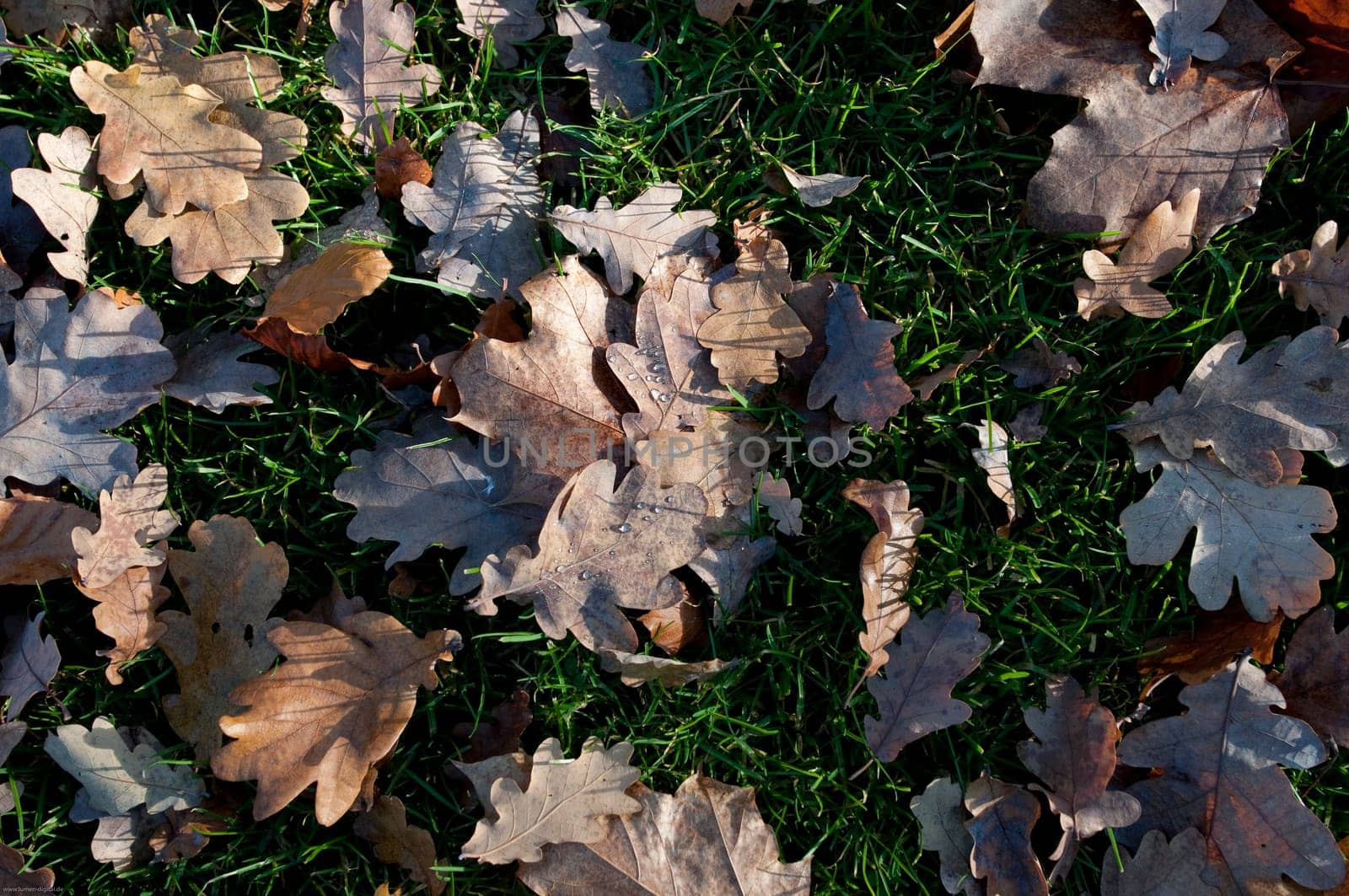 Foliage on meadow
