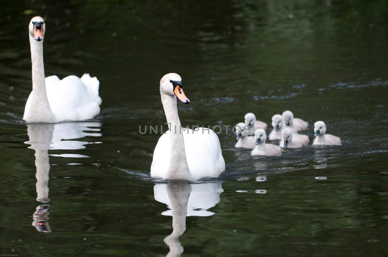 Swans with cubs