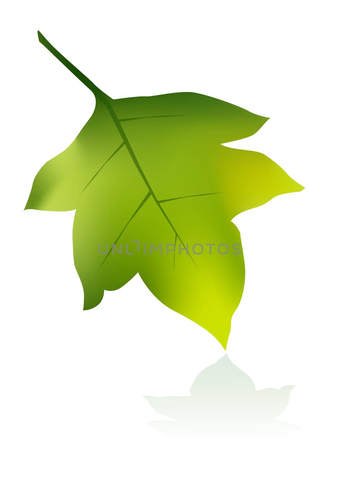 green leaf