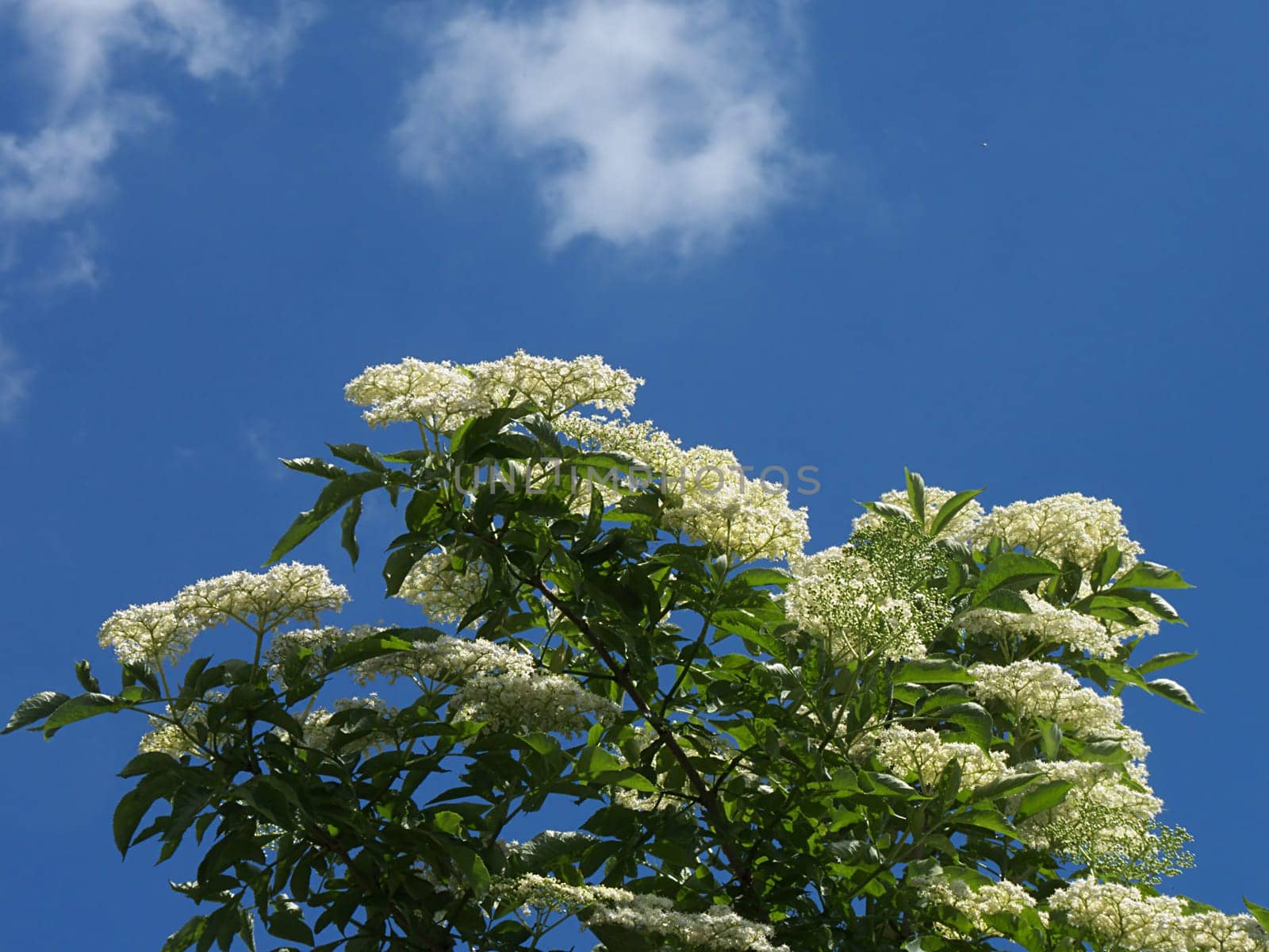 Elderflower