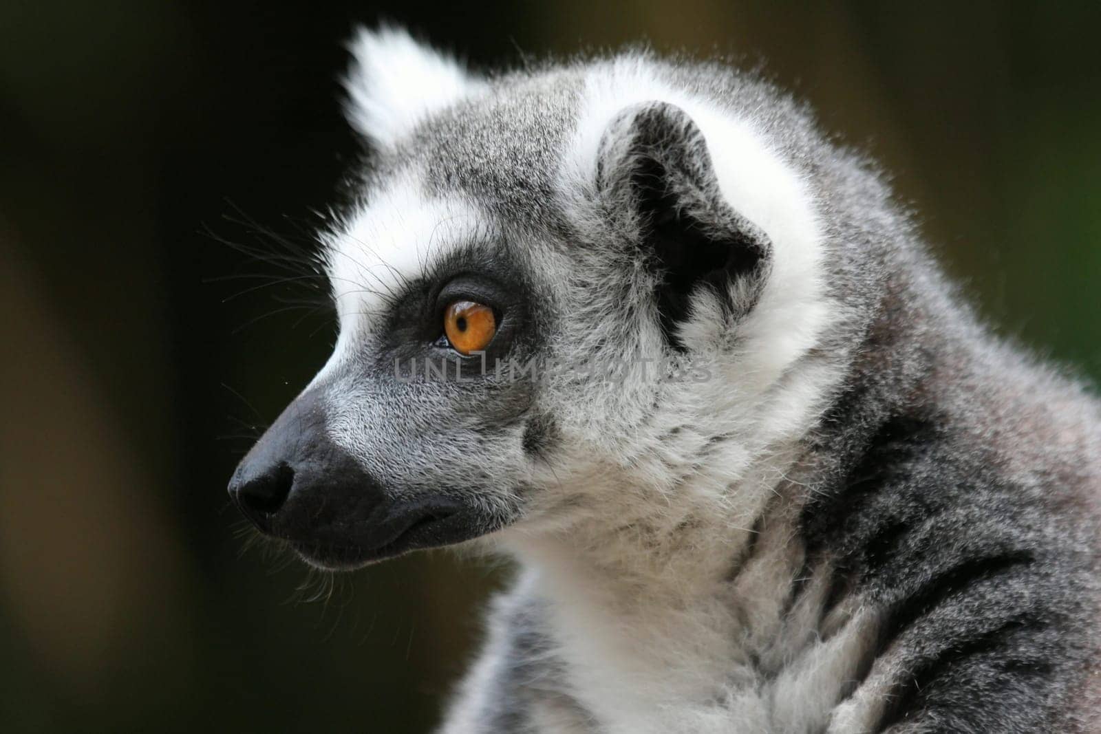 KattaPortrait