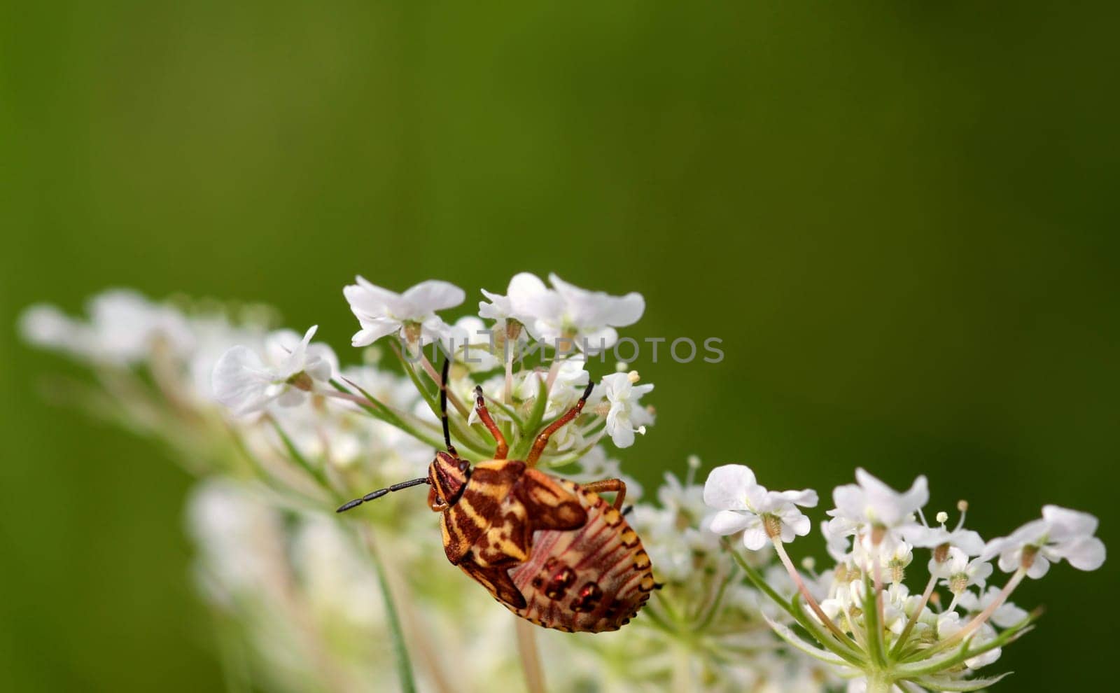 The photo shows the larva of the purple stink bug in its last dress. Bedbugs are hemimetabolic,they go through five larval stages separated by moulting. In the process,the larvae gradually become more and more similar to the adult animal. This last larva