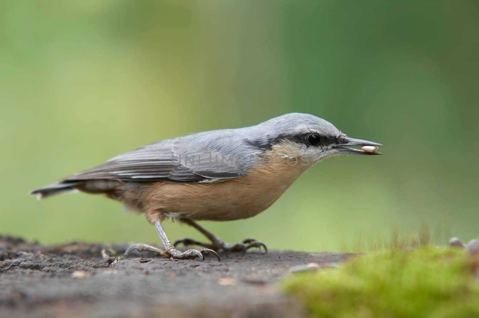 nuthack with grain in beak