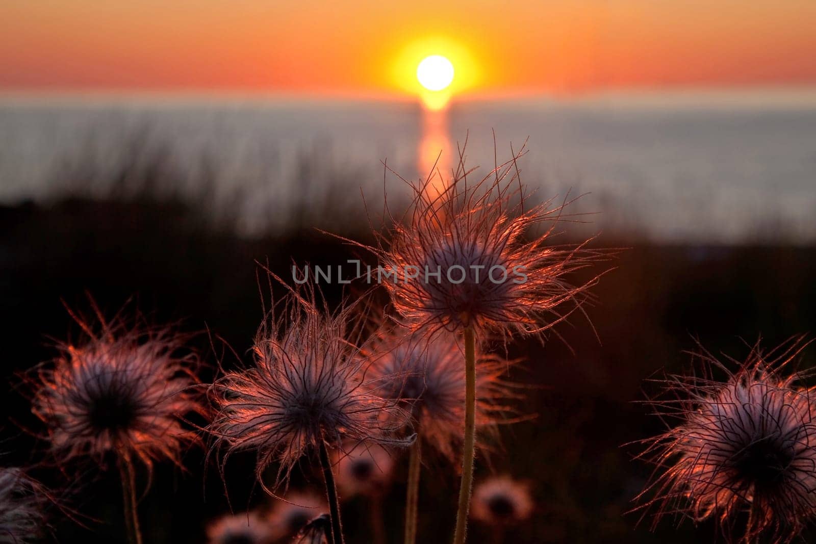 Baltic Sea coast in the evening............