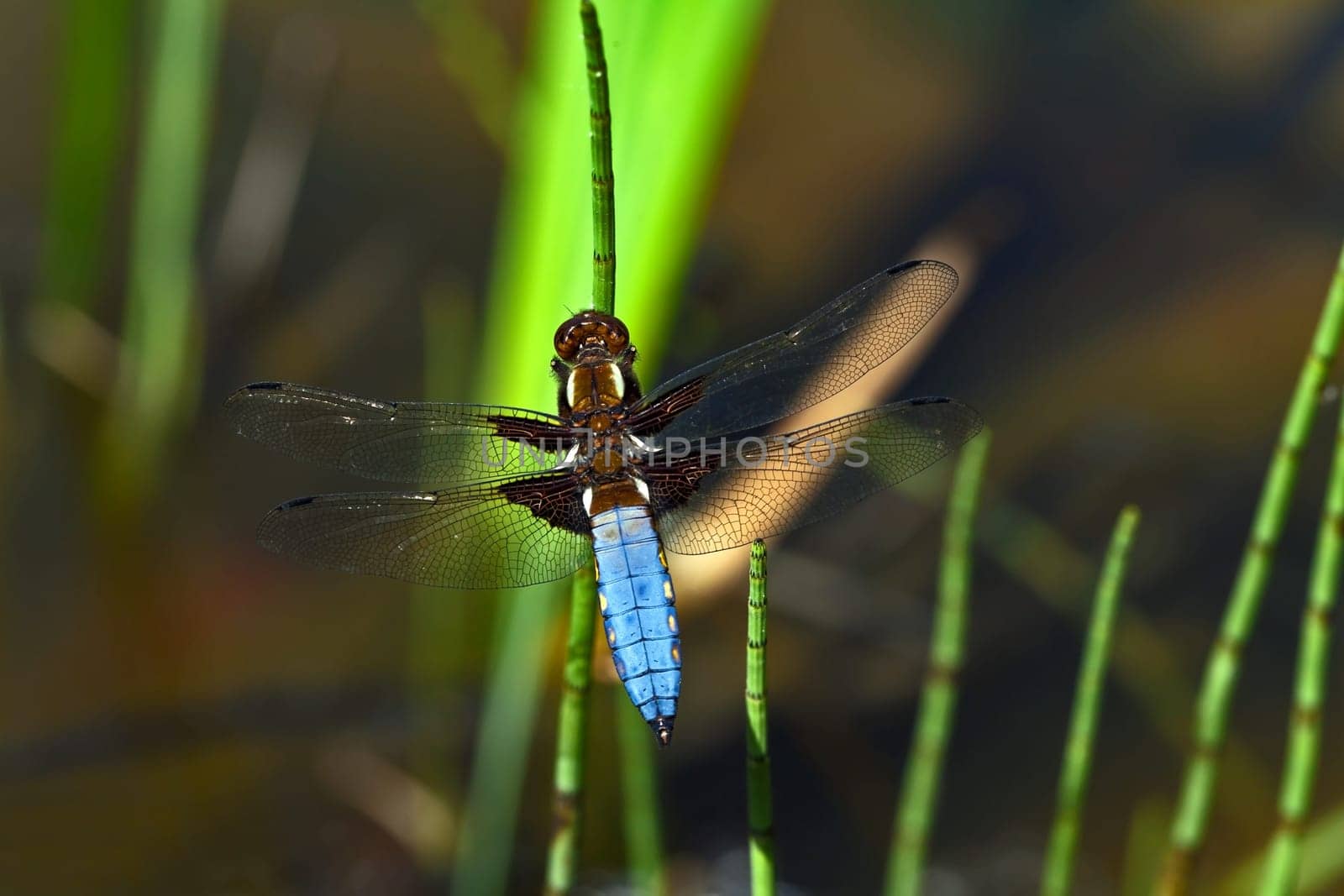 Flat-bellied - Dragonfly X
