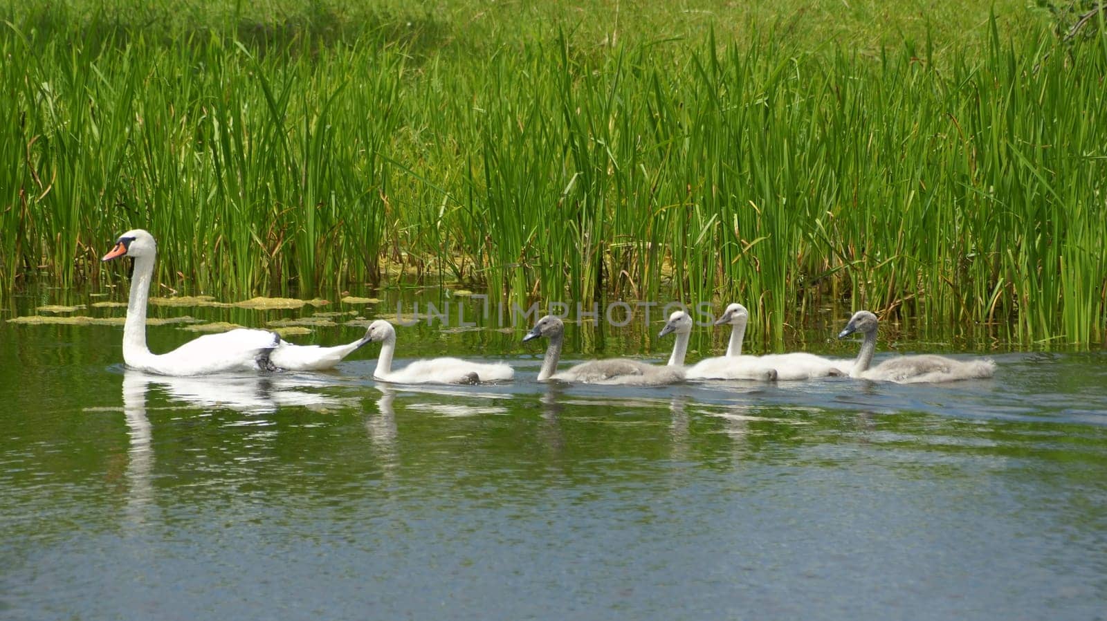 Mute swan with quintuplets