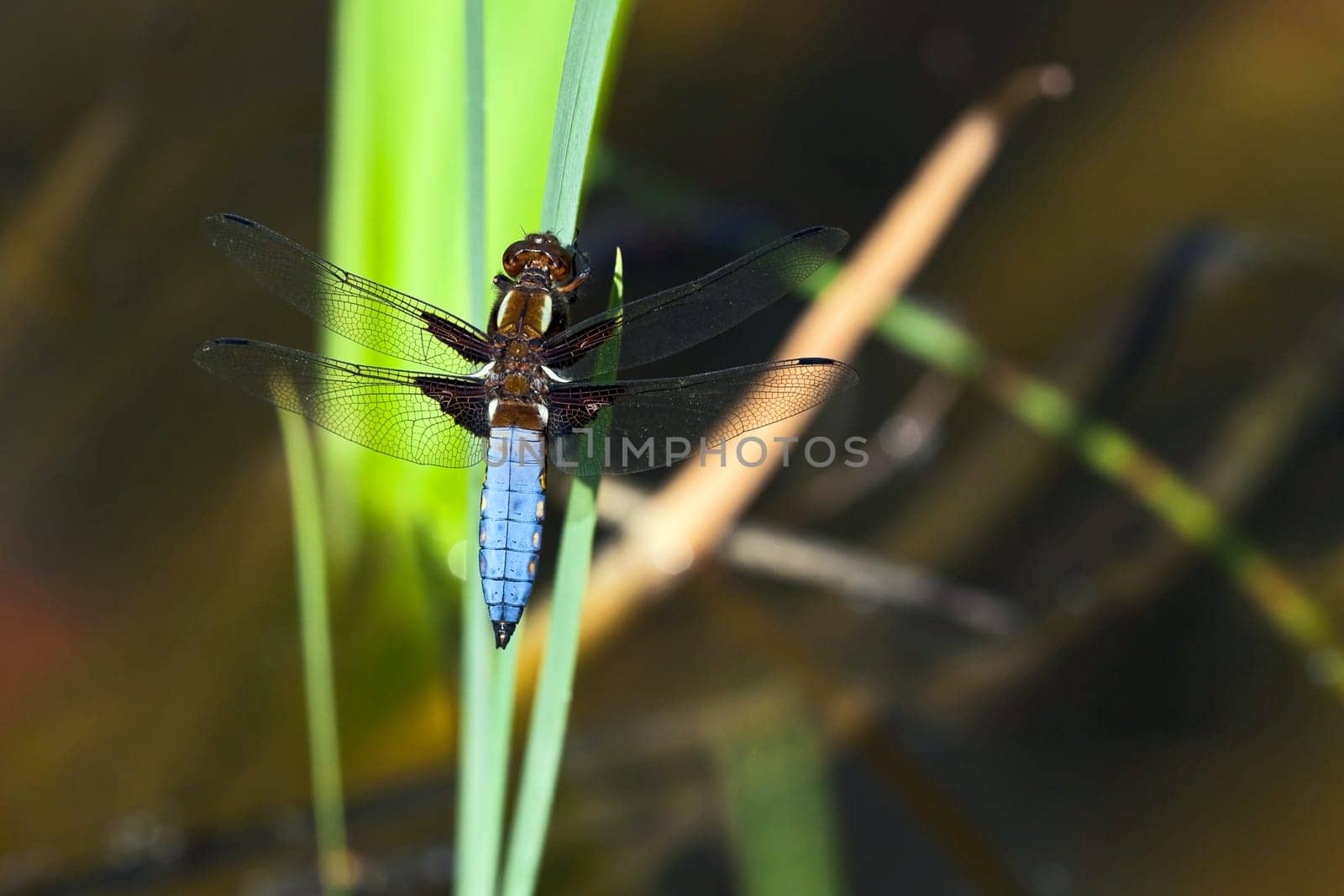 Flat-bellied - Dragonfly IX