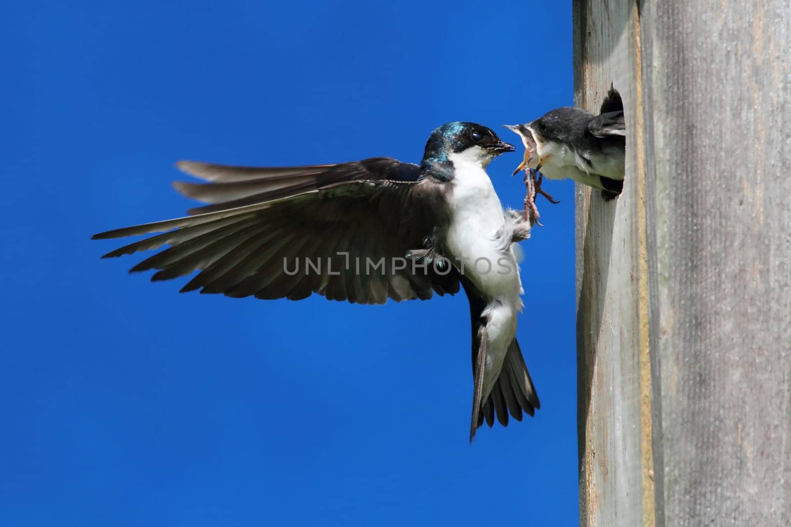 Tree Swallow Feeding Babies