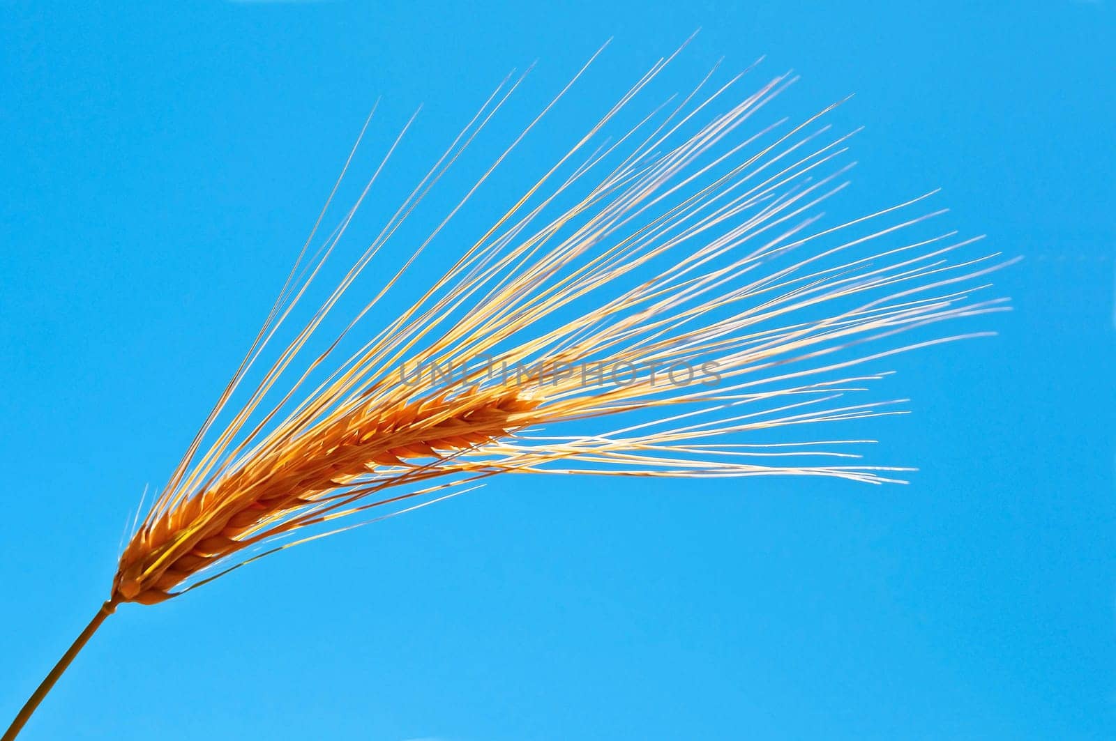 Barley