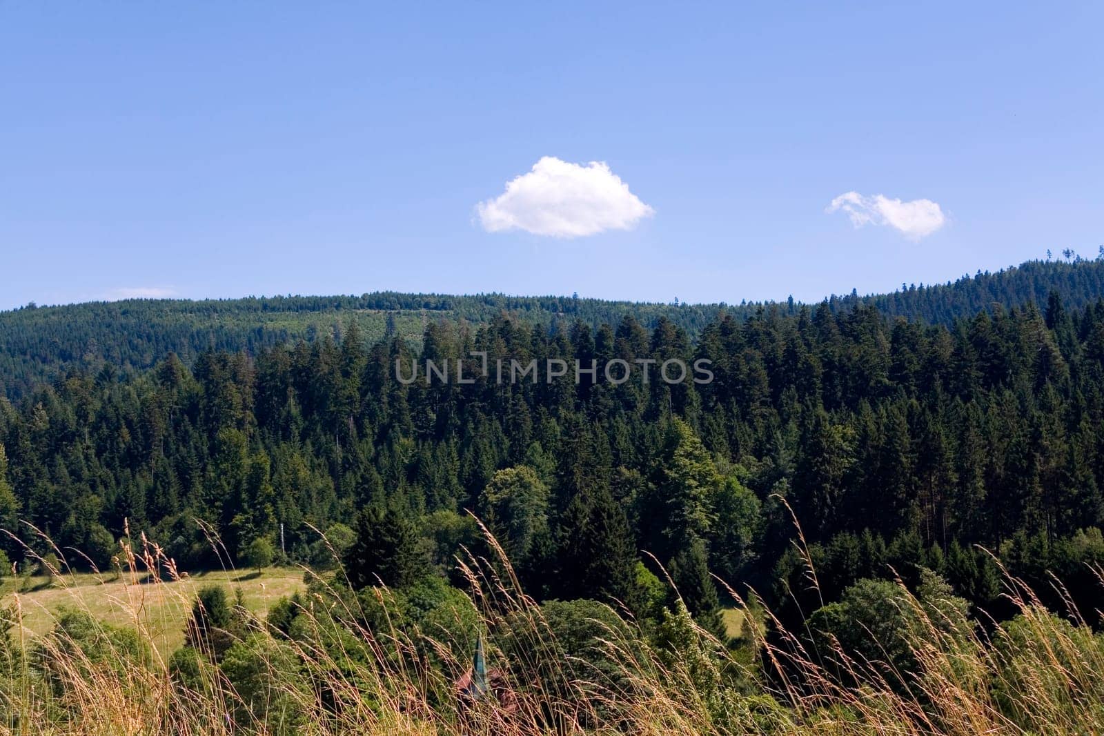 Black Forest ,Baiersbronn in summer