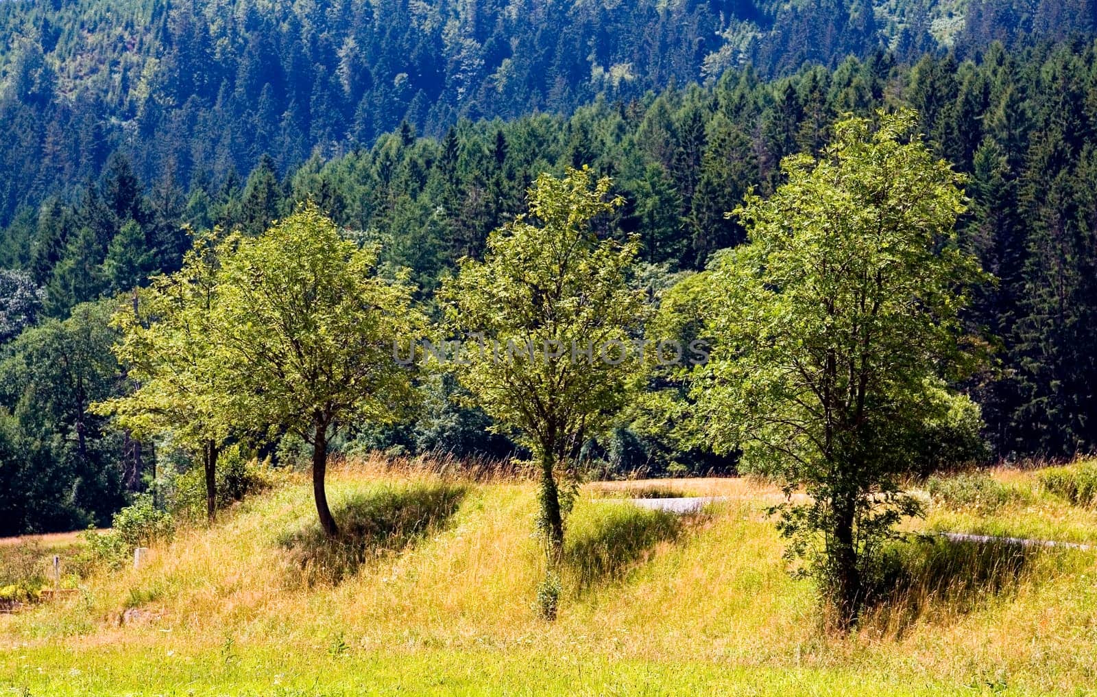 Black Forest ,Baiersbronn in summer