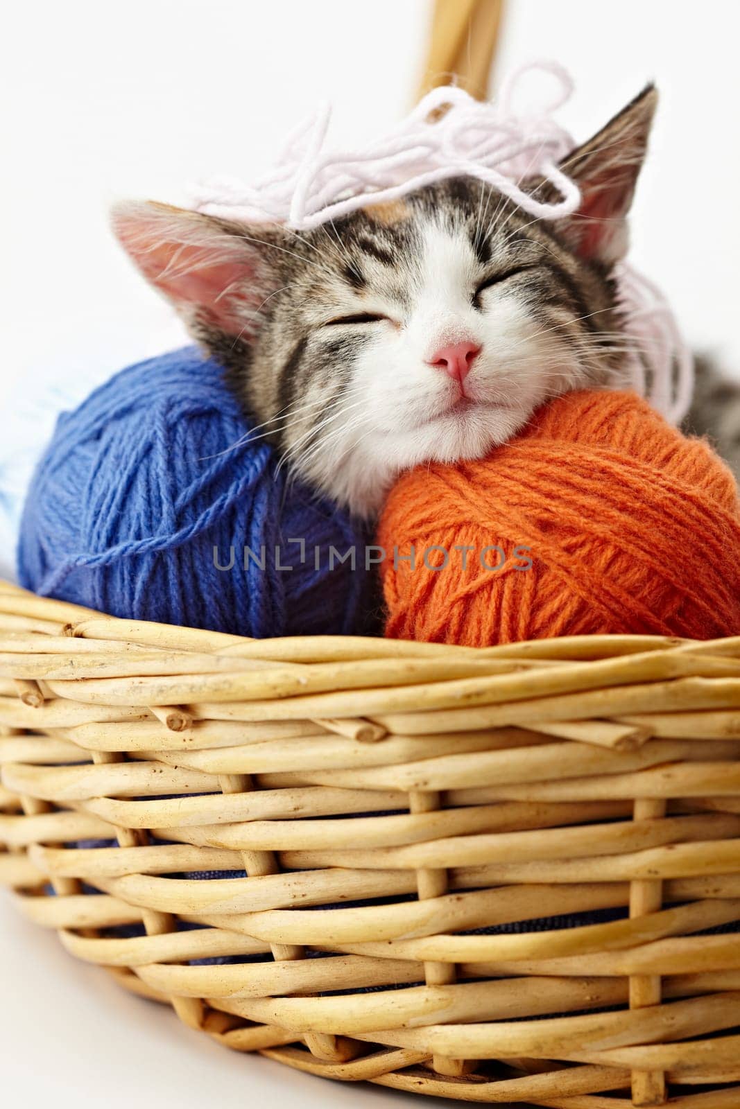cat playing with yarn
