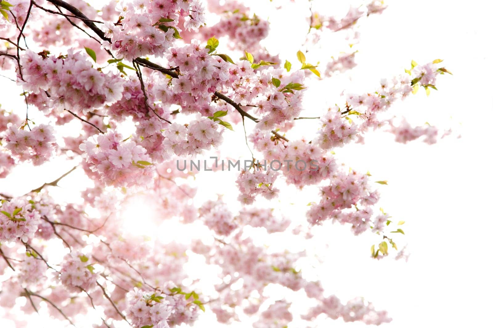Cherry Blossoms - Blossoms in Spring