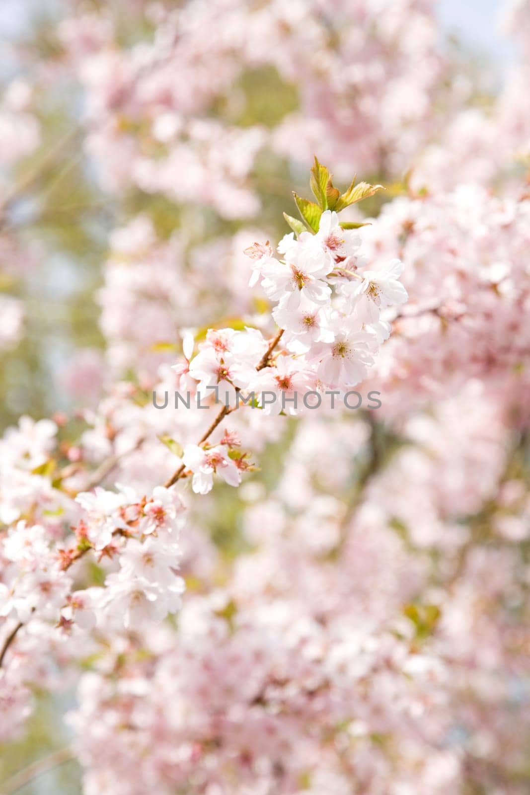 Cherry Blossoms - Blossoms in Spring