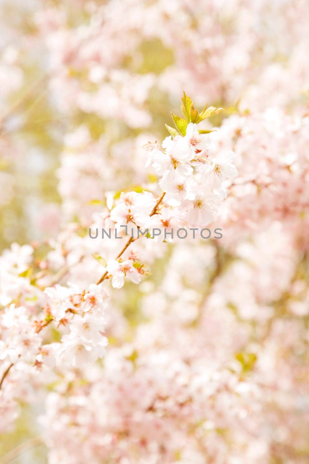 Cherry Blossoms - Blossoms in Spring