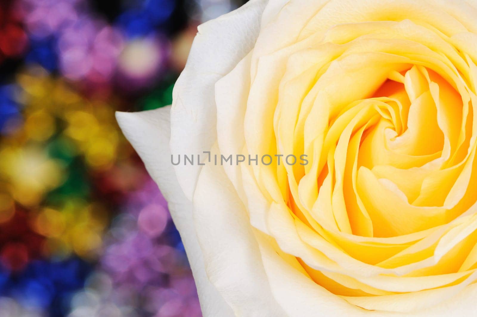 yellow rose