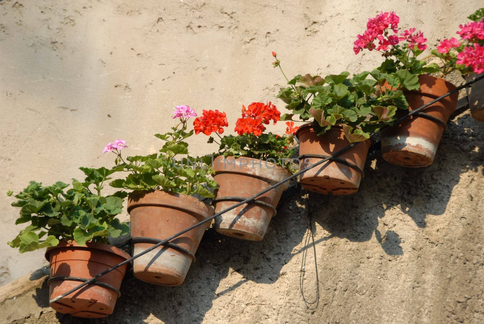 Geranium pots
