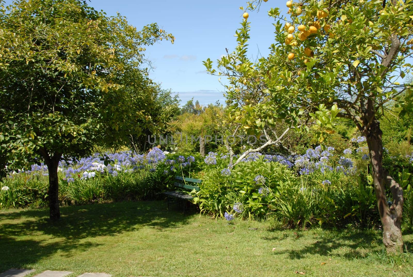 Mediterranean garden with lemon tree