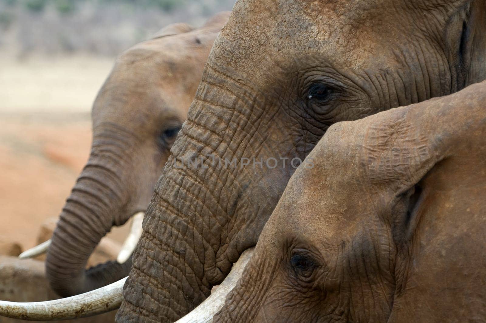 Elephants in Kenya