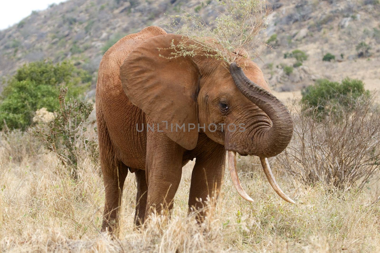 Elephant in Kenya Africa