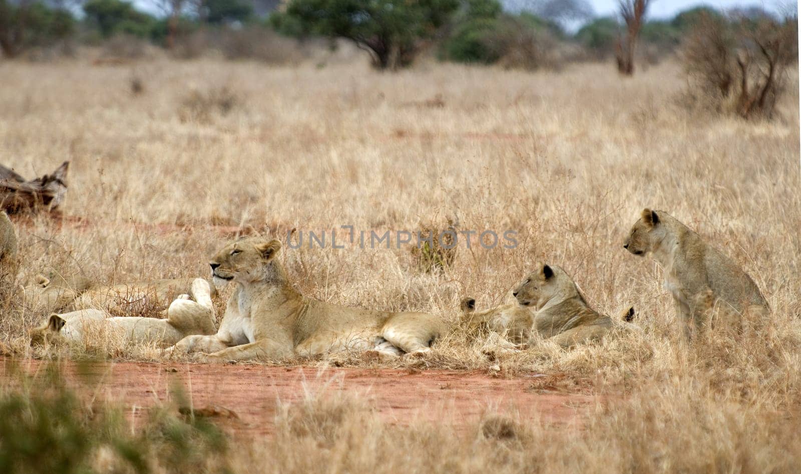 Pride of lions in Kenya