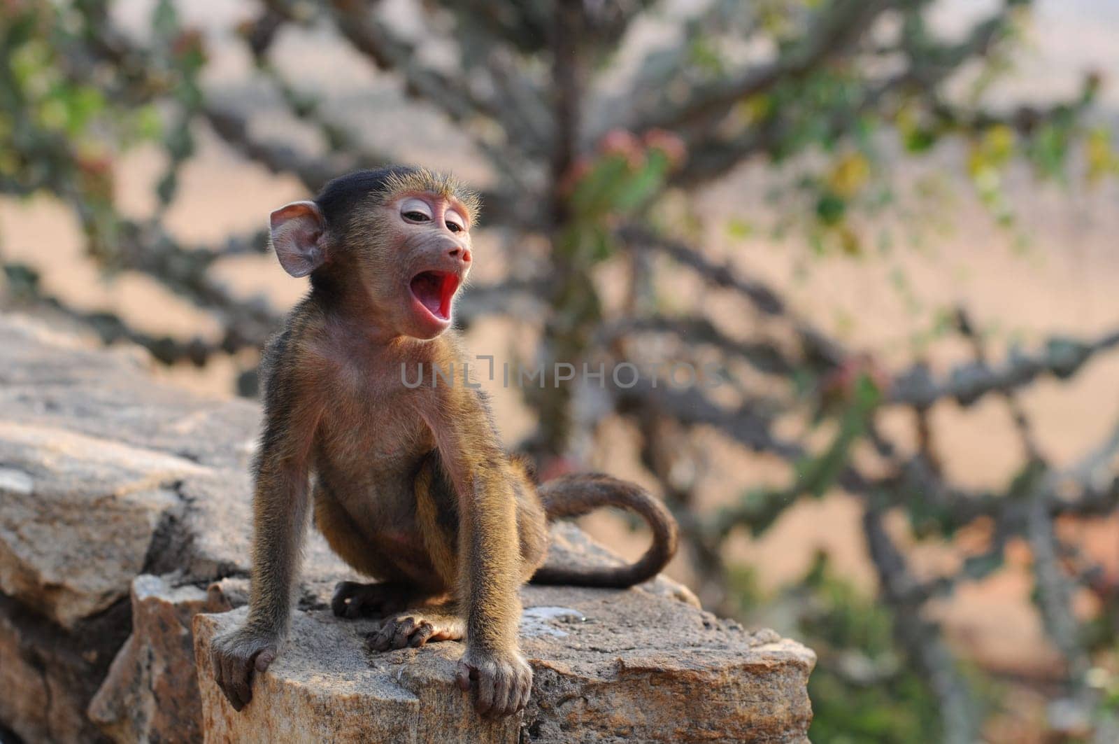 Baby Monkey Baboon