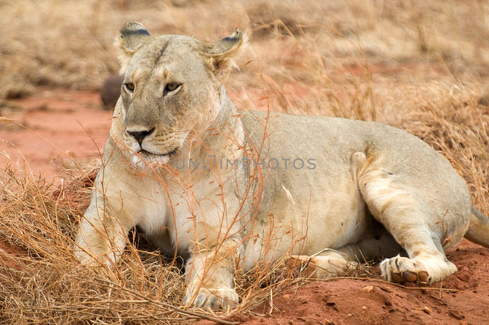Reclining lion in Kenya,Africa