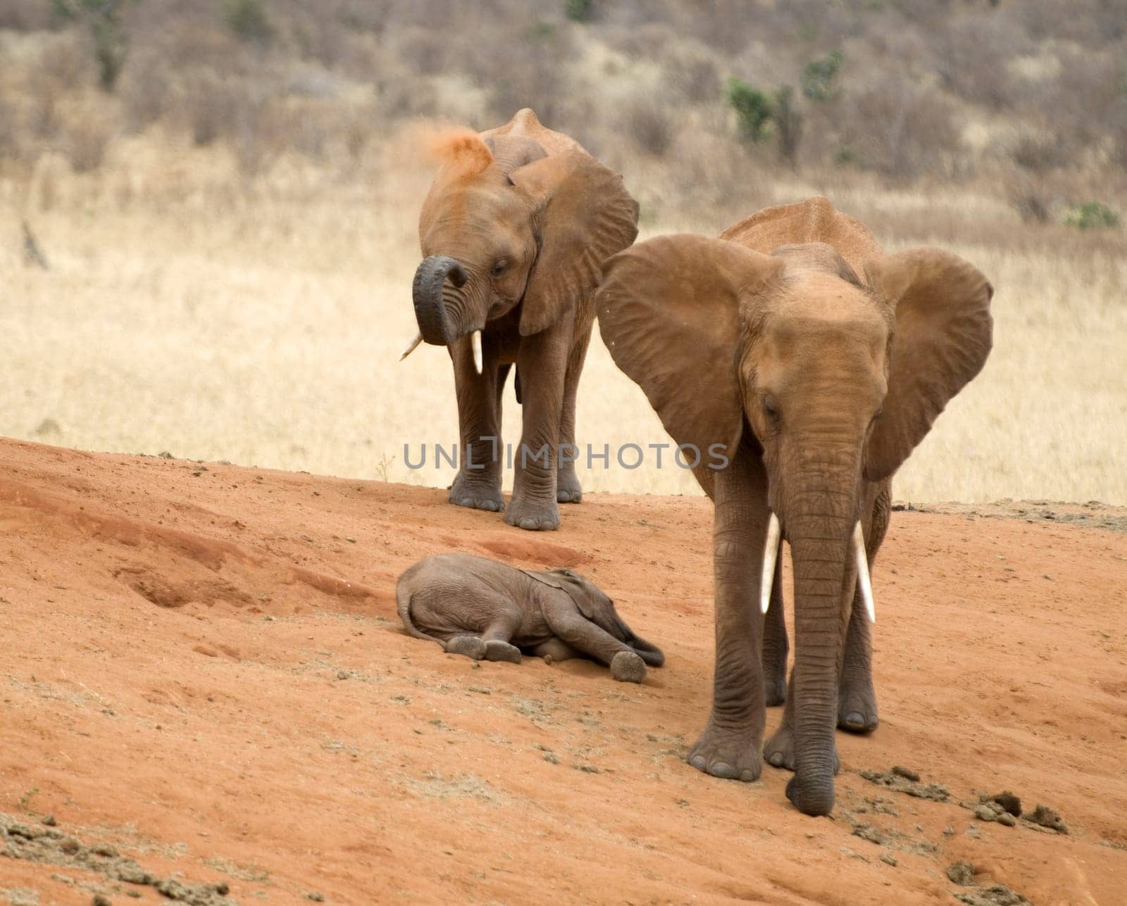 Elephants in the Savannah
