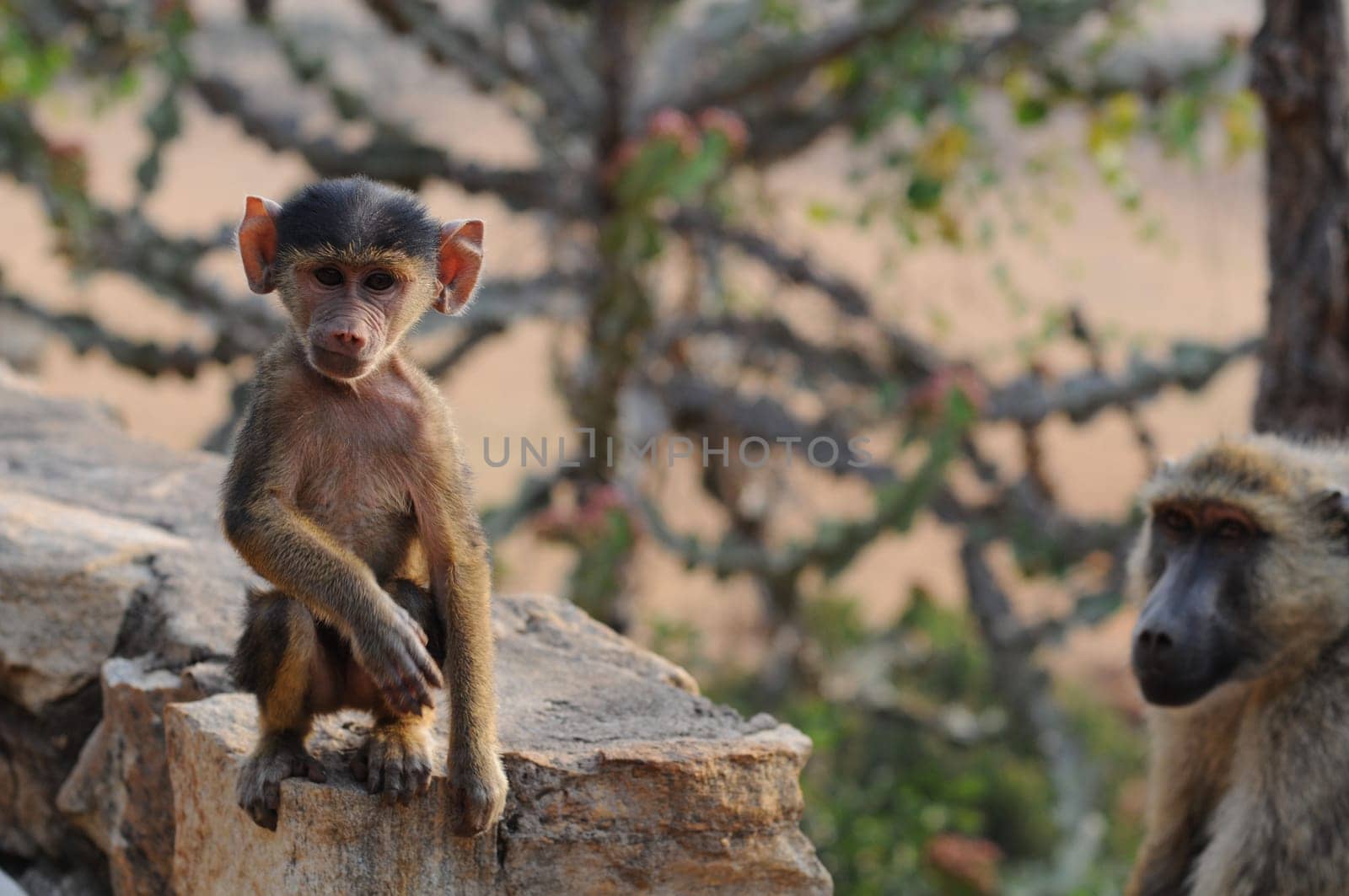 Baby monkey and mother