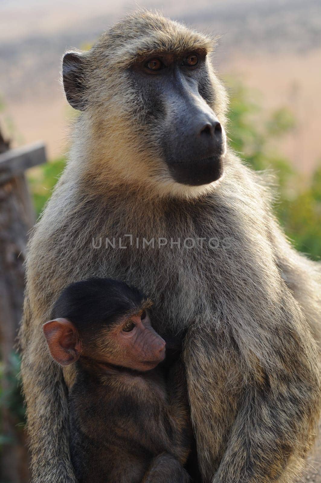 Monkey mother with baby