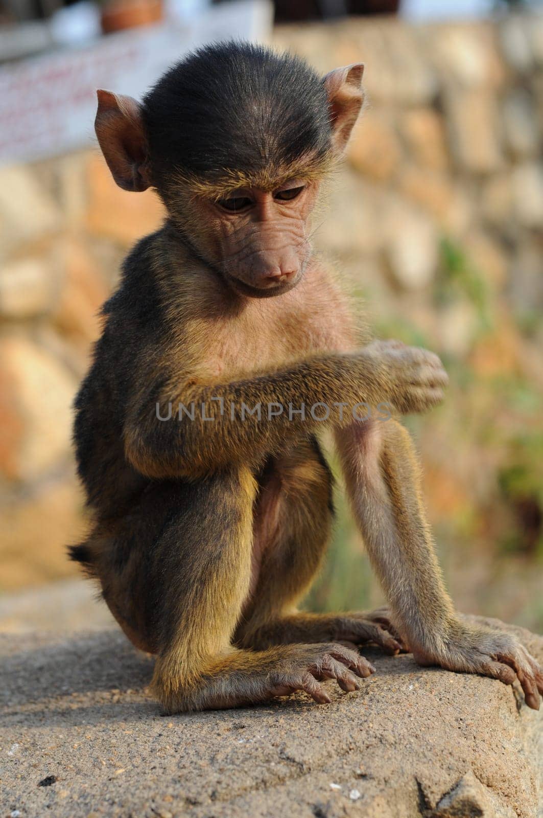 Baby Monkey