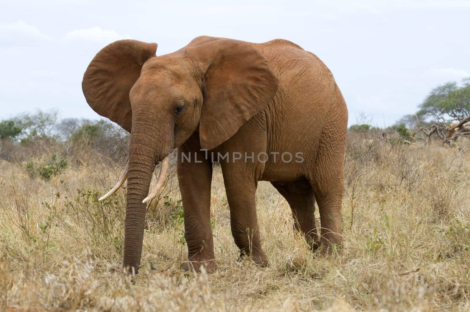 Elephant in Kenya Africa