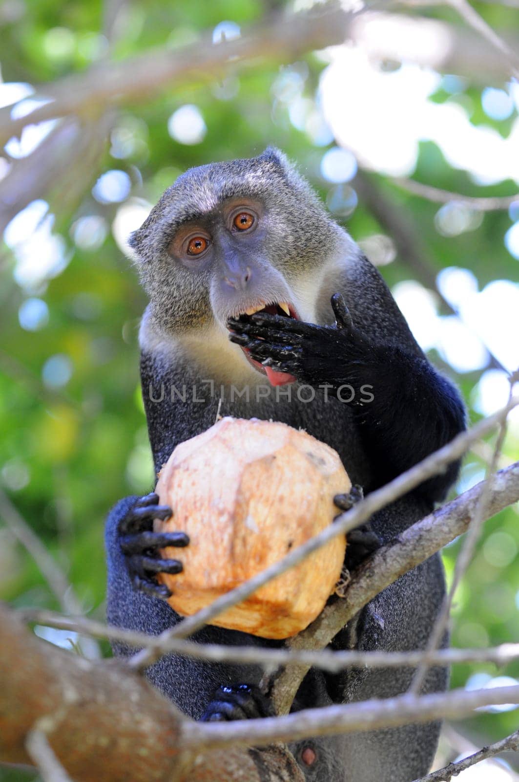 Monkey with coconut in tree
